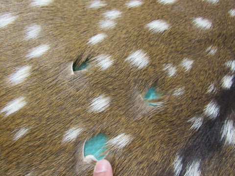 2nd Grade Axis Deer Skin Rug (a few holes) Size: 50x39" Axis-663