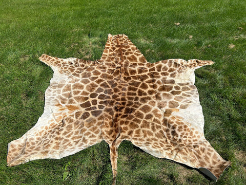 Real Giraffe Skin # 3 Body Size: 57X72 inch (excluding tail)