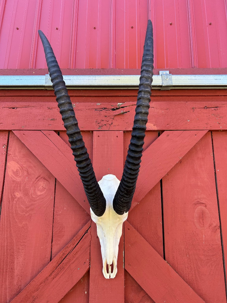 Giant Sable Skull 38"- Deer Skull - Real African Antelope Horns - African Sable Trophy Antelope Skull