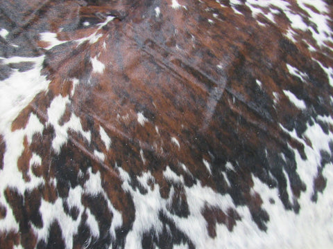 HUGE Tricolor Cowhide Rug Size: 8x7 feet C-1816