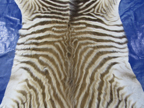 Real Zebra Skin Rug - Size 51X50" - New MINI Baby Burchell's Zebra Hide #133