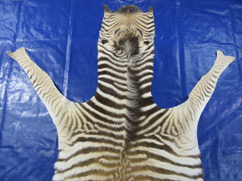 Real Zebra Skin Rug - Size 51X50" - New MINI Baby Burchell's Zebra Hide #133