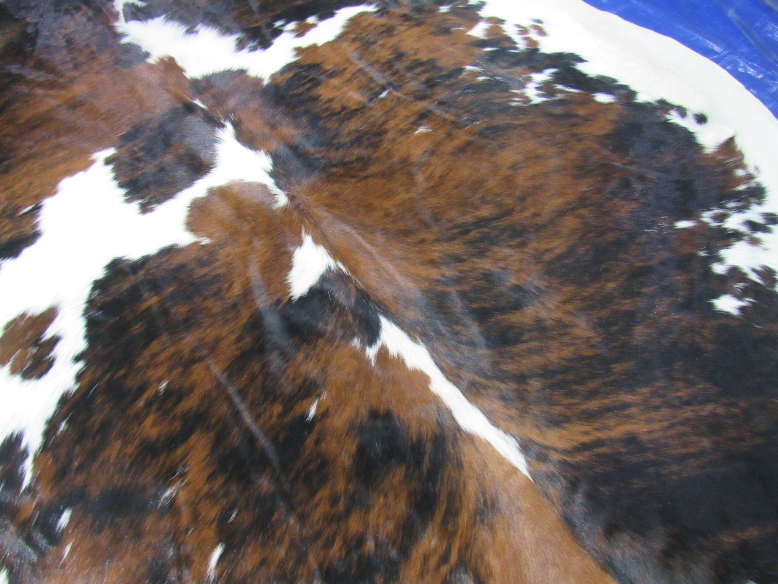 Beautiful Tricolor Cowhide Rug Size: 7.2x6 feet C-1829