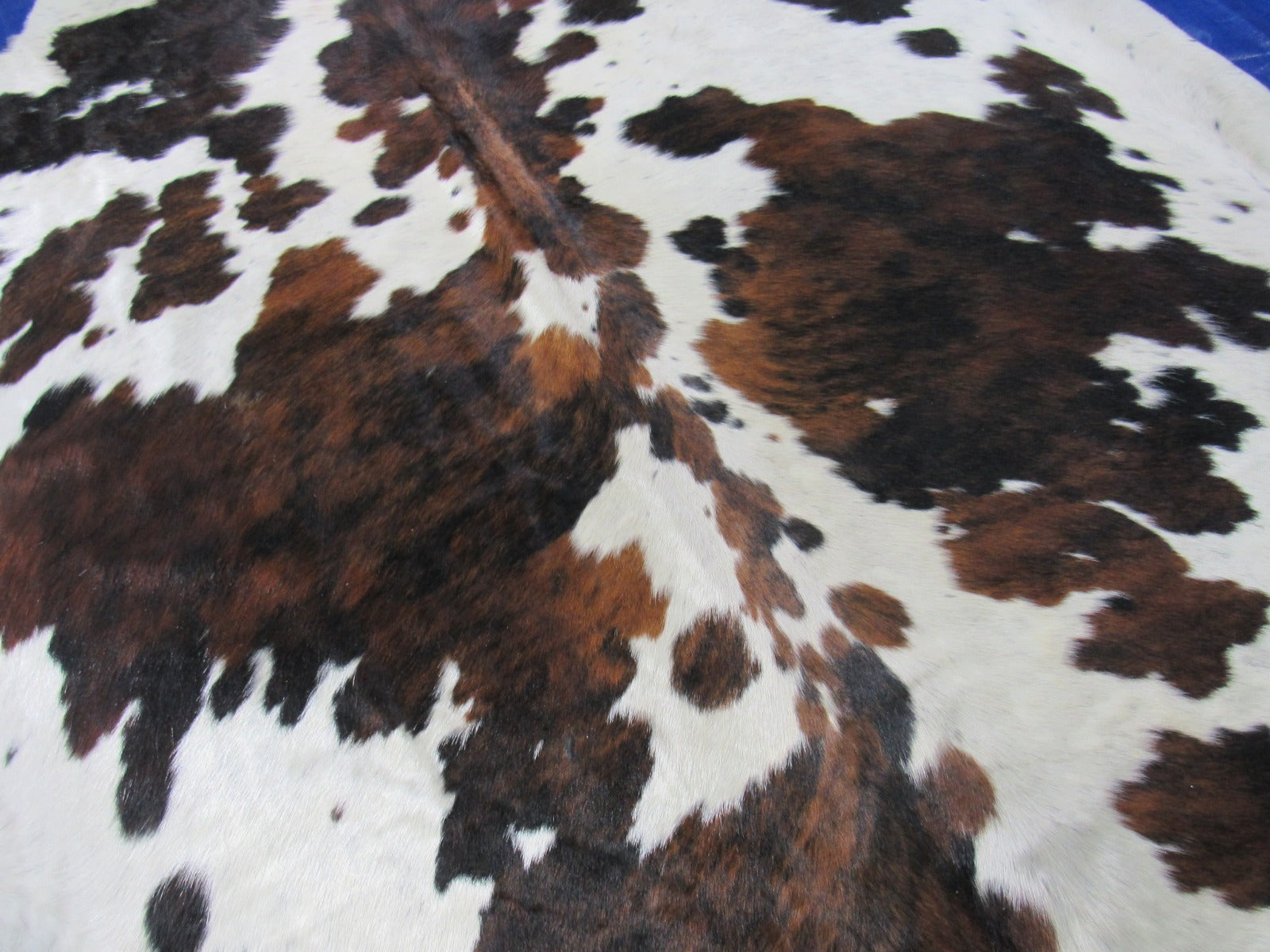 Gorgeous Tricolor Cowhide Rug Size: 7.2x6 feet C-1830
