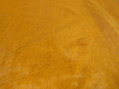 HUGE Dyed Orange Cowhide Rug Size: 8x7.7 feet C-1831
