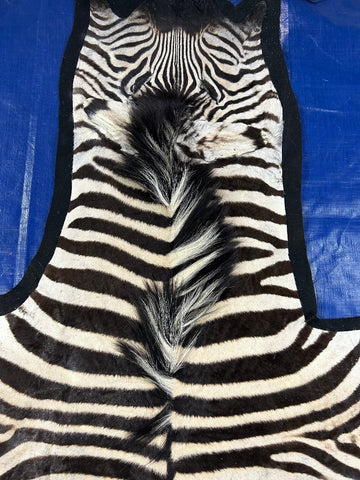 Real Zebra Skin Rug Big Size: 7 1/4x6 1/2 feet NEW Burchell's Zebra Rug #134