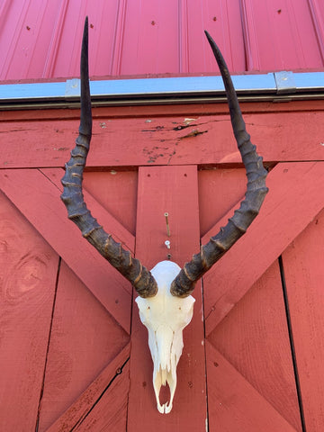 Animal Skull - Real African Antelope Horns - African Trophy Skull - BIG SIZE (Horns are 23.5" and 24"long)