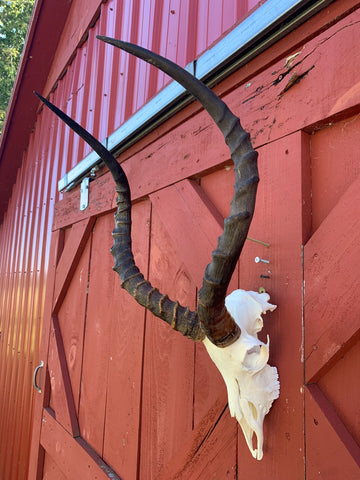 Animal Skull - Real African Antelope Horns - African Trophy Skull - BIG SIZE (Horns are 23.5" and 24"long)