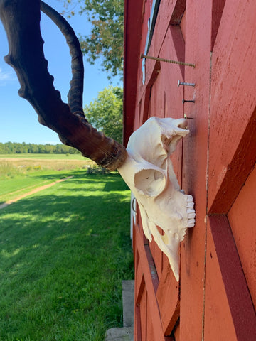 Animal Skull - Real African Antelope Horns - African Trophy Skull - BIG SIZE (Horns are 23.5" and 24"long)