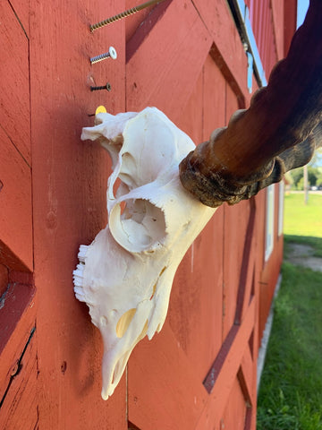 Animal Skull - Real African Antelope Horns - African Trophy Skull - BIG SIZE (Horns are 23.5" and 24"long)