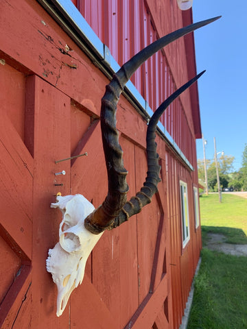 Animal Skull - Real African Antelope Horns - African Trophy Skull - BIG SIZE (Horns are 23.5" and 24"long)