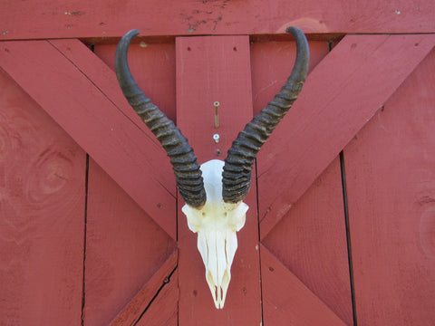 Deer Skull - Real African Antelope Horns - African Springbok Trophy Antelope Skull Approx Size: 18HX10.5WX8D inches