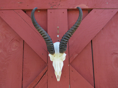 Deer Skull - Real African Antelope Horns - African Springbok Trophy Antelope Skull Approx Size: 18HX10.5WX8D inches