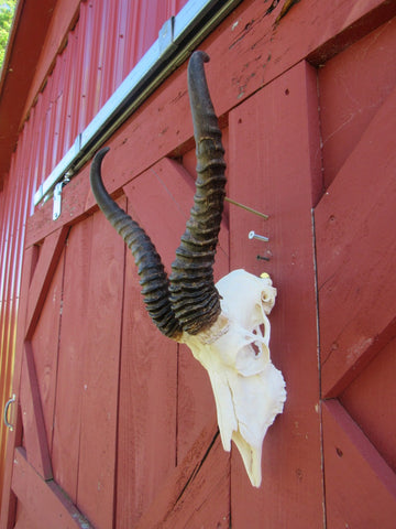 Deer Skull - Real African Antelope Horns - African Springbok Trophy Antelope Skull Approx Size: 18HX10.5WX8D inches