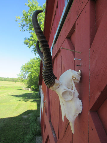 Deer Skull - Real African Antelope Horns - African Springbok Trophy Antelope Skull Approx Size: 18HX10.5WX8D inches