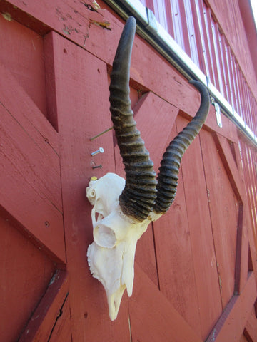 Deer Skull - Real African Antelope Horns - African Springbok Trophy Antelope Skull Approx Size: 18HX10.5WX8D inches