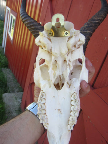 Deer Skull - Real African Antelope Horns - African Springbok Trophy Antelope Skull Approx Size: 18HX10.5WX8D inches