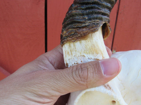 Deer Skull - Real African Antelope Horns - African Springbok Trophy Antelope Skull Approx Size: 18HX10.5WX8D inches