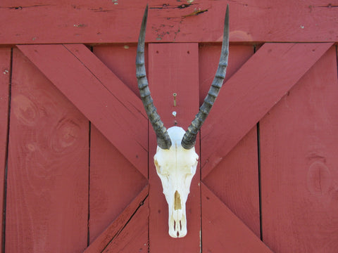 Deer Skull Real Blesbok Antelope Horns TAXIDERMY ANIMAL SKULL Blesbok Skull Size: 26HX9DX9W inches (Horns are 16")