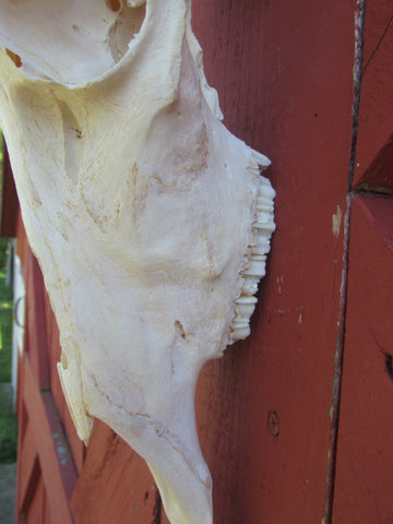 Deer Skull - Real African Antelope Horns - African Springbok Trophy Antelope Skull Approx Size: 18HX10.5WX8D inches