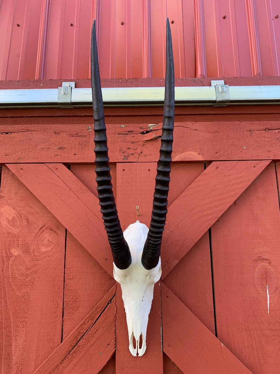 Sable Skull - Deer Skull - Real African Antelope Horns - African Sable Trophy Antelope Skull - 26.5 inch horns