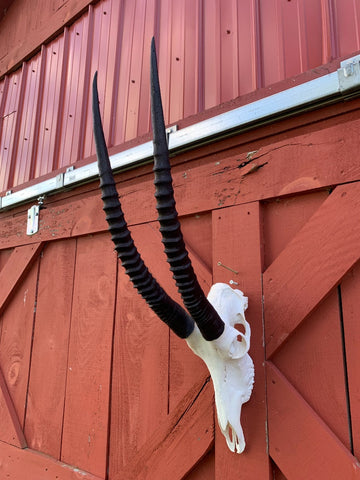 Sable Skull - Deer Skull - Real African Antelope Horns - African Sable Trophy Antelope Skull - 26.5 inch horns