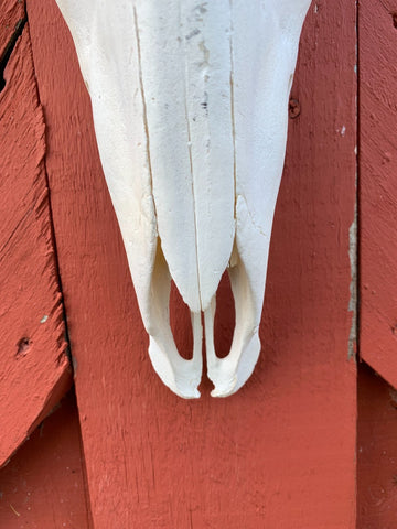 Sable Skull - Deer Skull - Real African Antelope Horns - African Sable Trophy Antelope Skull - 26.5 inch horns