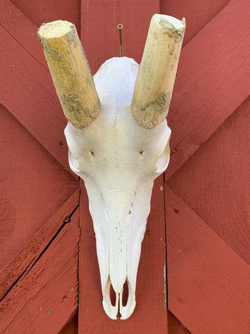 Sable Skull - Deer Skull - Real African Antelope Horns - African Sable Trophy Antelope Skull - 26.5 inch horns