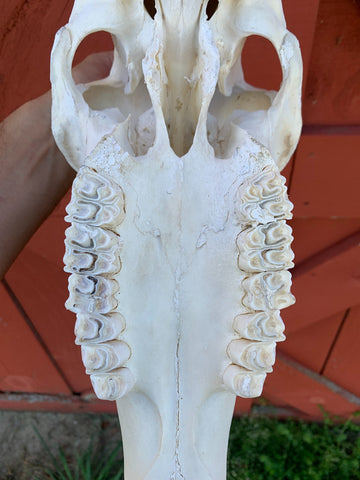 Sable Skull - Deer Skull - Real African Antelope Horns - African Sable Trophy Antelope Skull - 26.5 inch horns