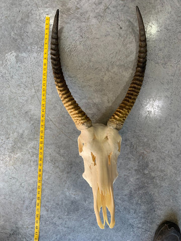 Deer Skull - Real Waterbuck Skull African Antelope Horn + Skull (Horns are around 28 inches measured around the curls)