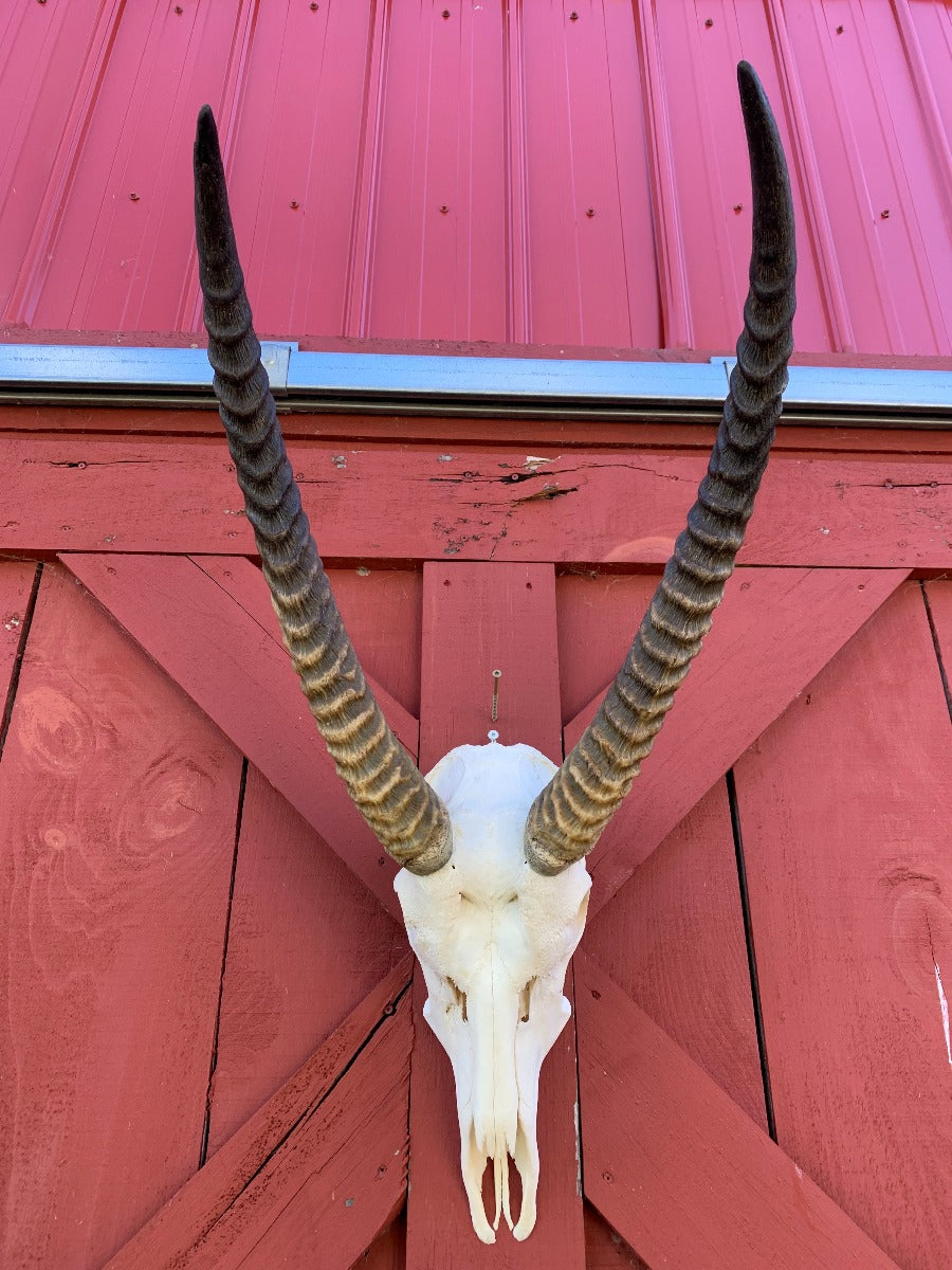 Deer Skull - Real Waterbuck Skull African Antelope Horn + Skull (Horns are around 28 inches measured around the curls)