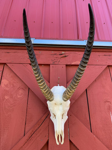 Deer Skull - Real Waterbuck Skull African Antelope Horn + Skull (Horns are around 28 inches measured around the curls)