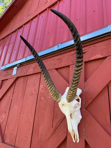 Deer Skull - Real Waterbuck Skull African Antelope Horn + Skull (Horns are around 28 inches measured around the curls)