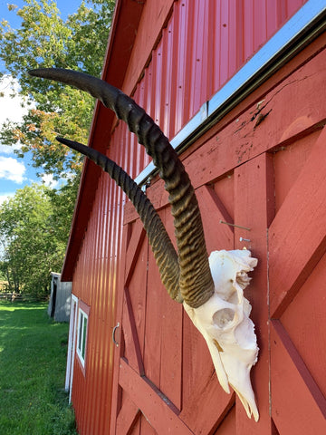 Deer Skull - Real Waterbuck Skull African Antelope Horn + Skull (Horns are around 28 inches measured around the curls)