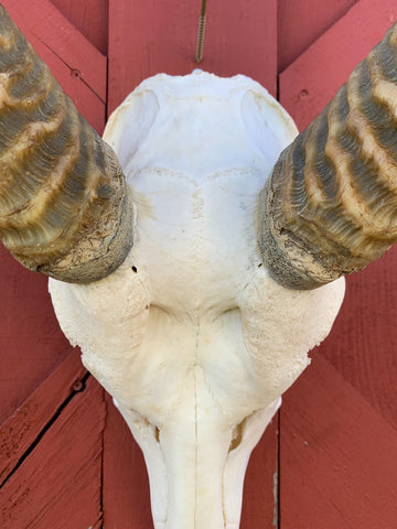 Deer Skull - Real Waterbuck Skull African Antelope Horn + Skull (Horns are around 28 inches measured around the curls)