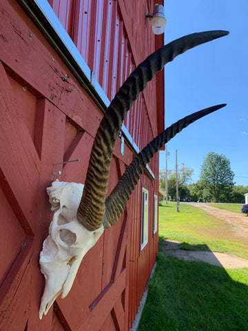 Deer Skull - Real Waterbuck Skull African Antelope Horn + Skull (Horns are around 28 inches measured around the curls)