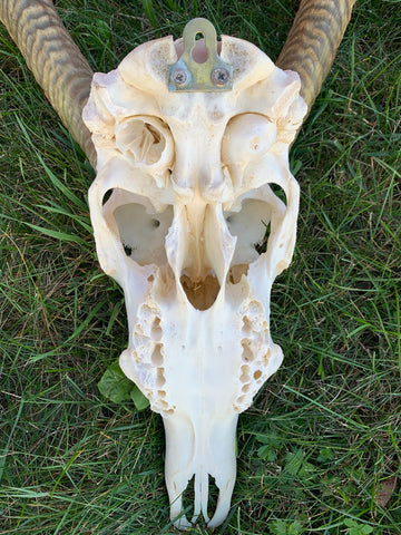 Deer Skull - Real Waterbuck Skull African Antelope Horn + Skull (Horns are around 28 inches measured around the curls)