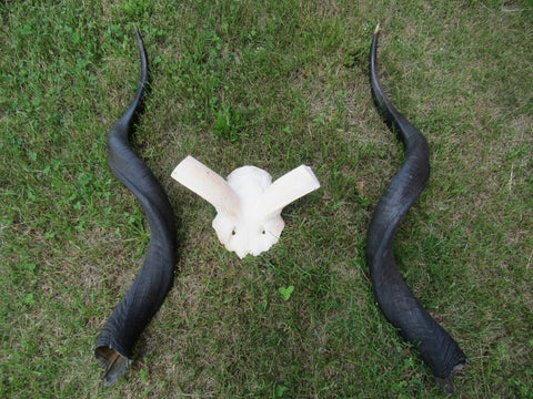 Real Kudu Skull - Real African Antelope Skull - Detachable Horns (Horns are 39" measured around curls)