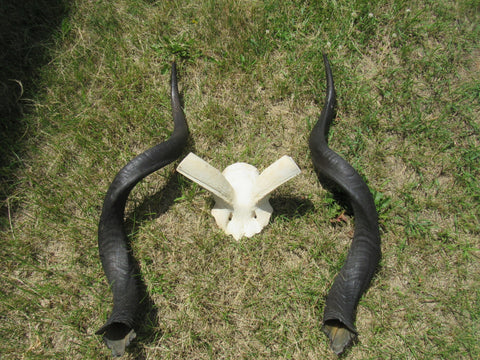 Real Kudu Skull - Real African Antelope Skull - Detachable Horns (Horns are 39" measured around curls)