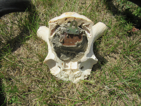 Real Kudu Skull - Real African Antelope Skull - Detachable Horns (Horns are 39" measured around curls)