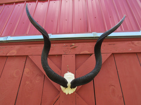 Real Kudu Skull - Real African Antelope Skull - Detachable Horns (Horns are 39" measured around curls)