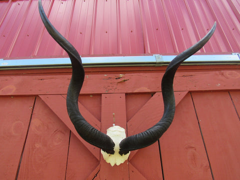 Real Kudu Skull - Real African Antelope Skull - Detachable Horns (Horns are 39" measured around curls)