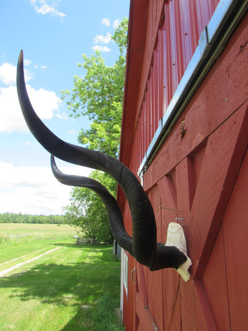 Real Kudu Skull - Real African Antelope Skull - Detachable Horns (Horns are 39" measured around curls)