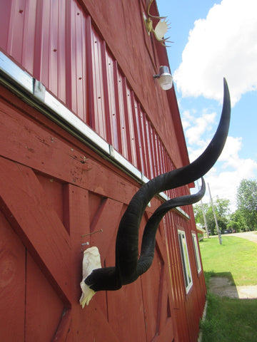 Real Kudu Skull - Real African Antelope Skull - Detachable Horns (Horns are 39" measured around curls)