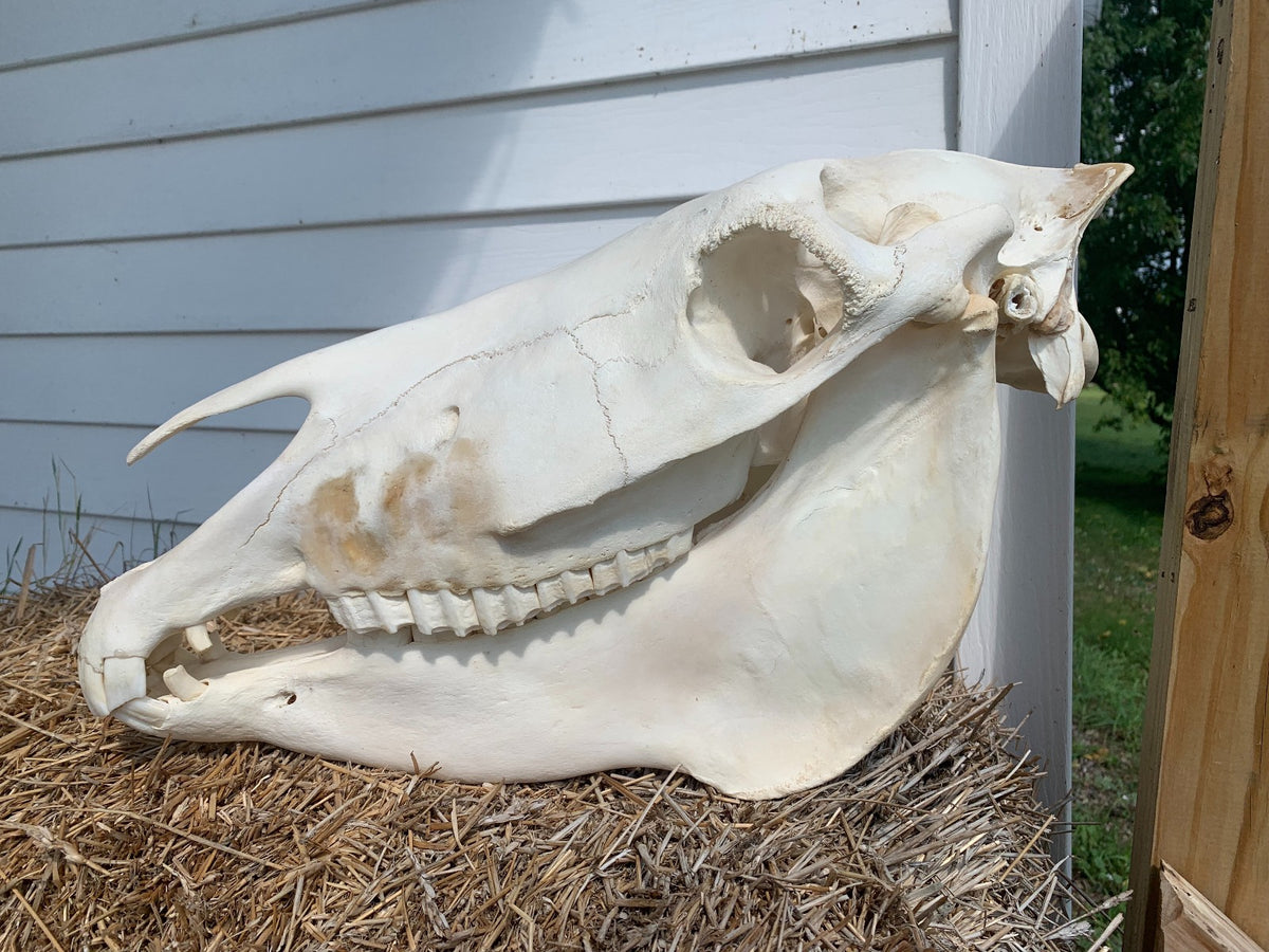 Zebra Skull - BIG SIZE: 12 tall X 8 wide X 23 deep - Awesome Canine Teeth