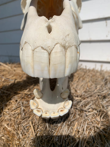 Zebra Skull - BIG SIZE: 12 tall X 8 wide X 23 deep - Awesome Canine Teeth