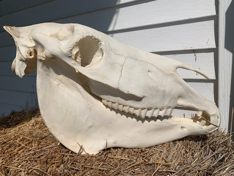 Zebra Skull - BIG SIZE: 12 tall X 8 wide X 23 deep - Awesome Canine Teeth