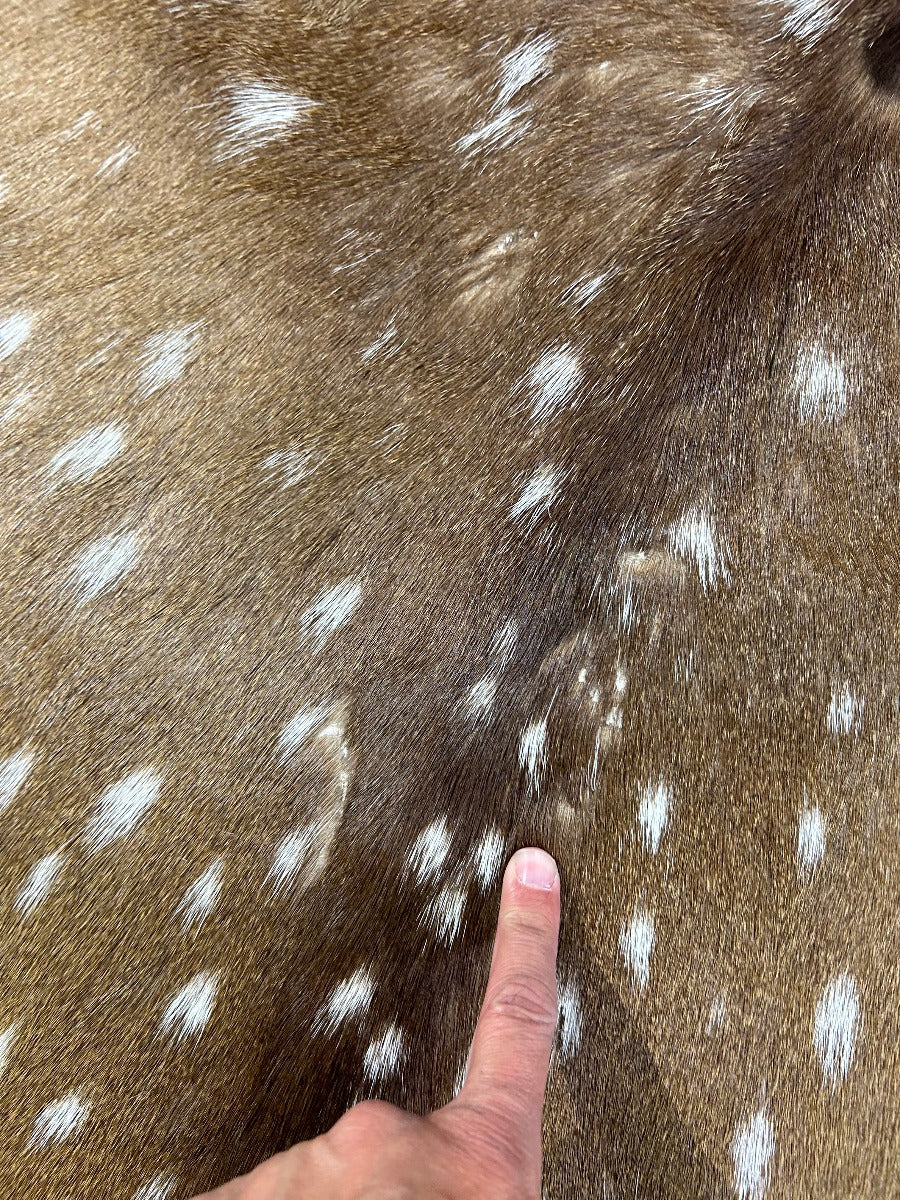 Second Grade Axis Deer Skin (a few holes/ bald scratch) Size: 52x30" Axis-719