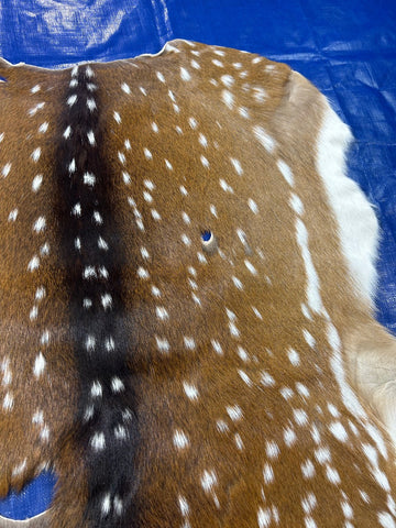 Second Grade Axis Deer Skin (no neck) Size: 38x38" Axis-722