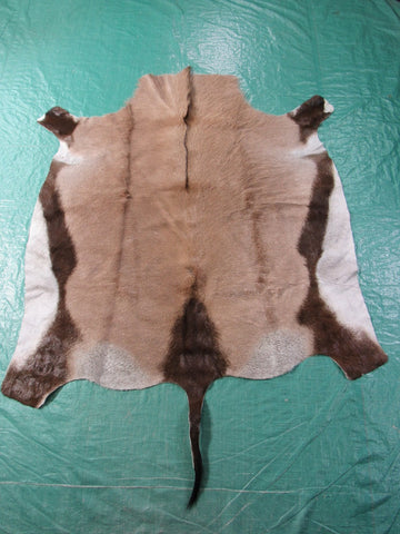 Gemsbok Skin (Nice Quality but small) Size: 52" X 49" M-1143